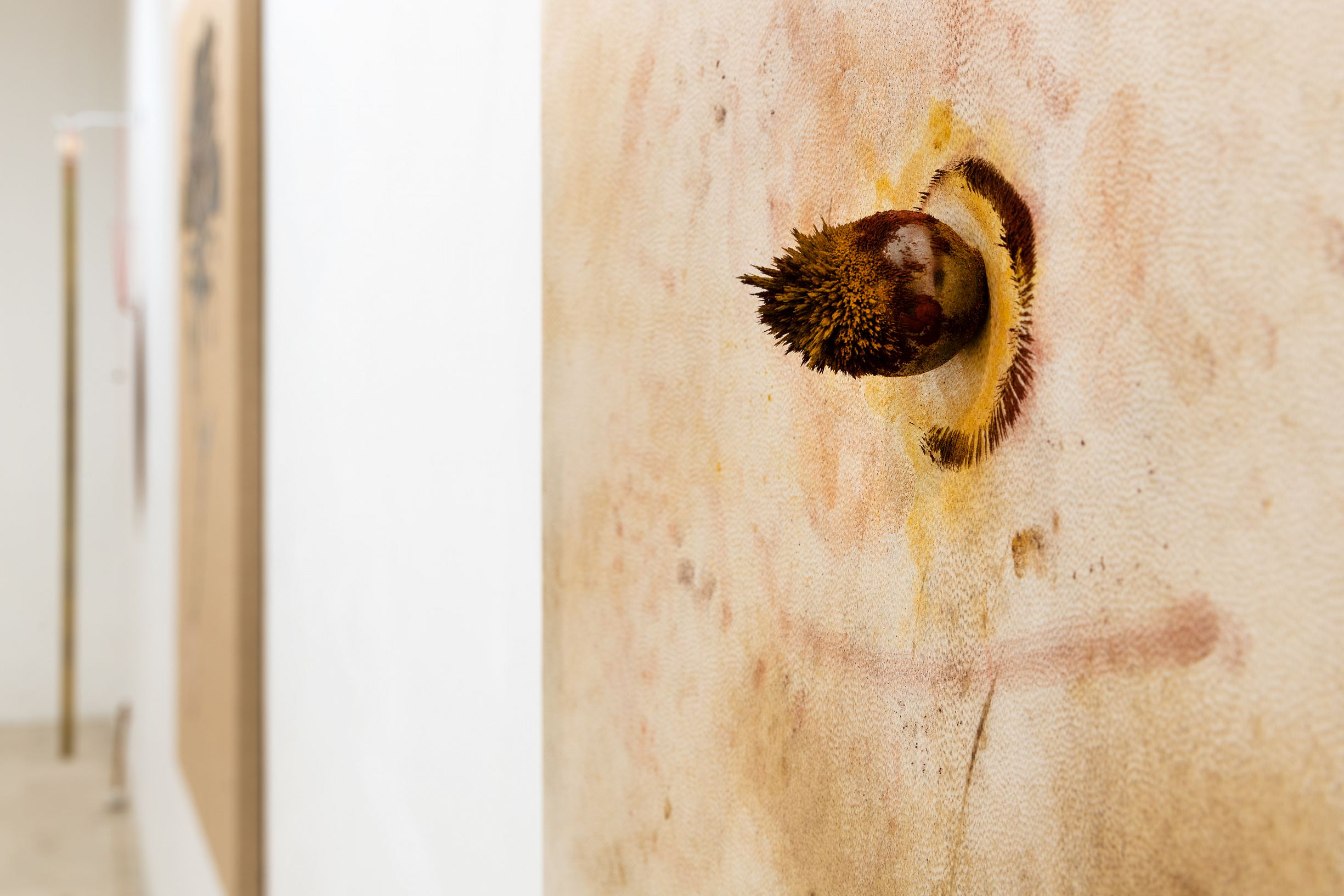 Alessandro Sciaraffa / Sinfonia Quadridimensionale